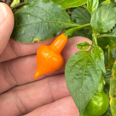 Cabacina Laranja - Seeds - The Pepper Pantry (Formerly Marie Sharp's)